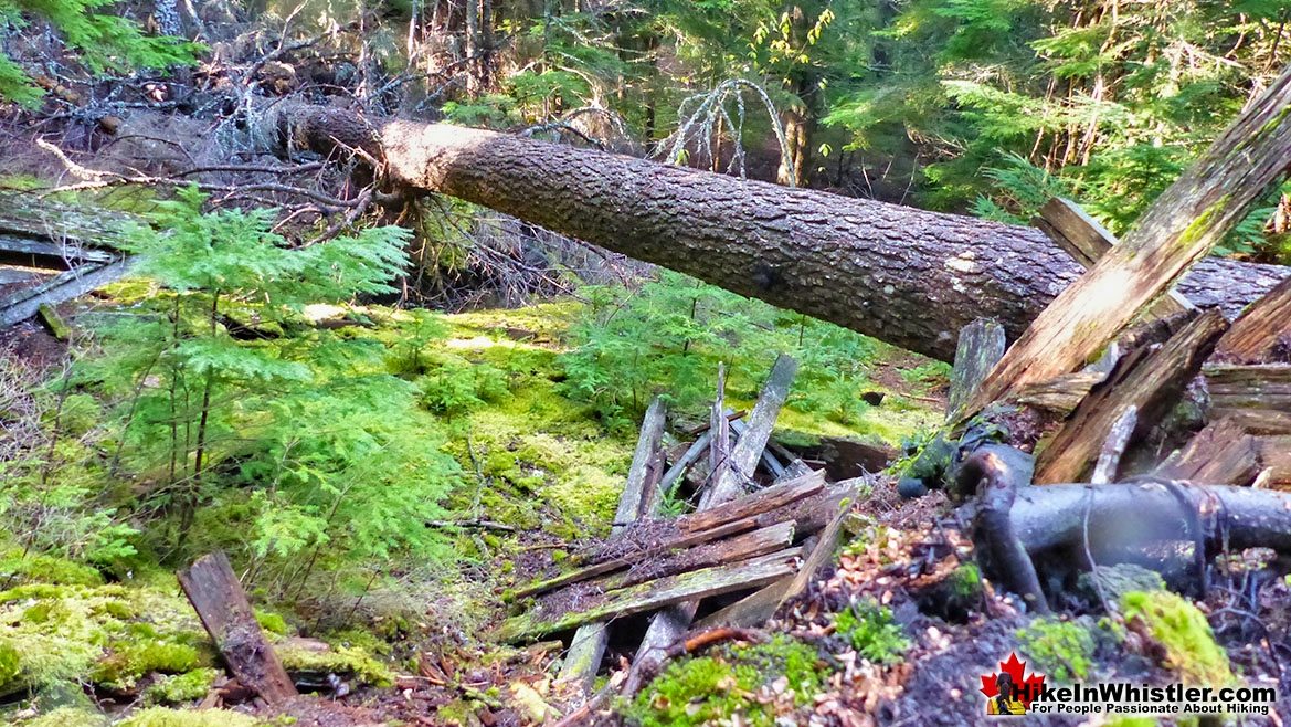 Parkhurst Fallen Tree