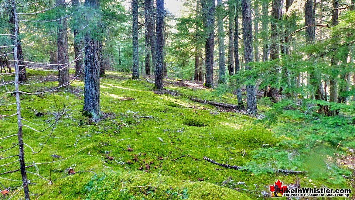 Parkhurst Emerald Green Forest