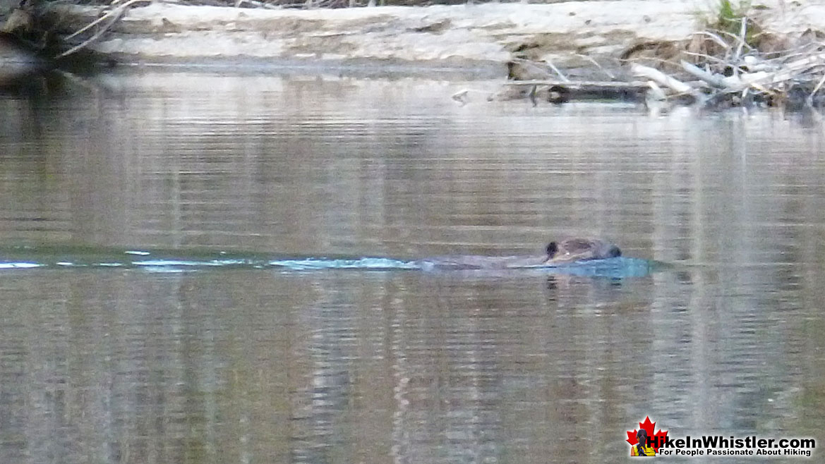 Parkhurst Ghost Town Beaver