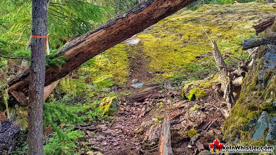 Parkhurst Ridge Trail Deadfall