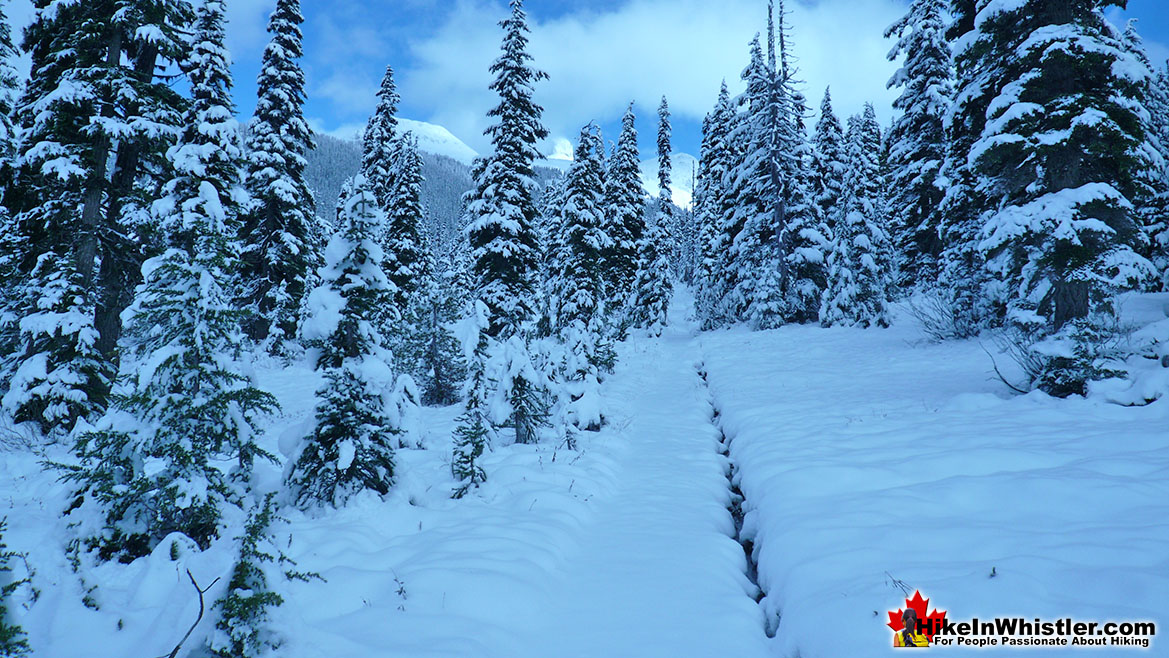 Taylor Meadows Hike in Whistler November