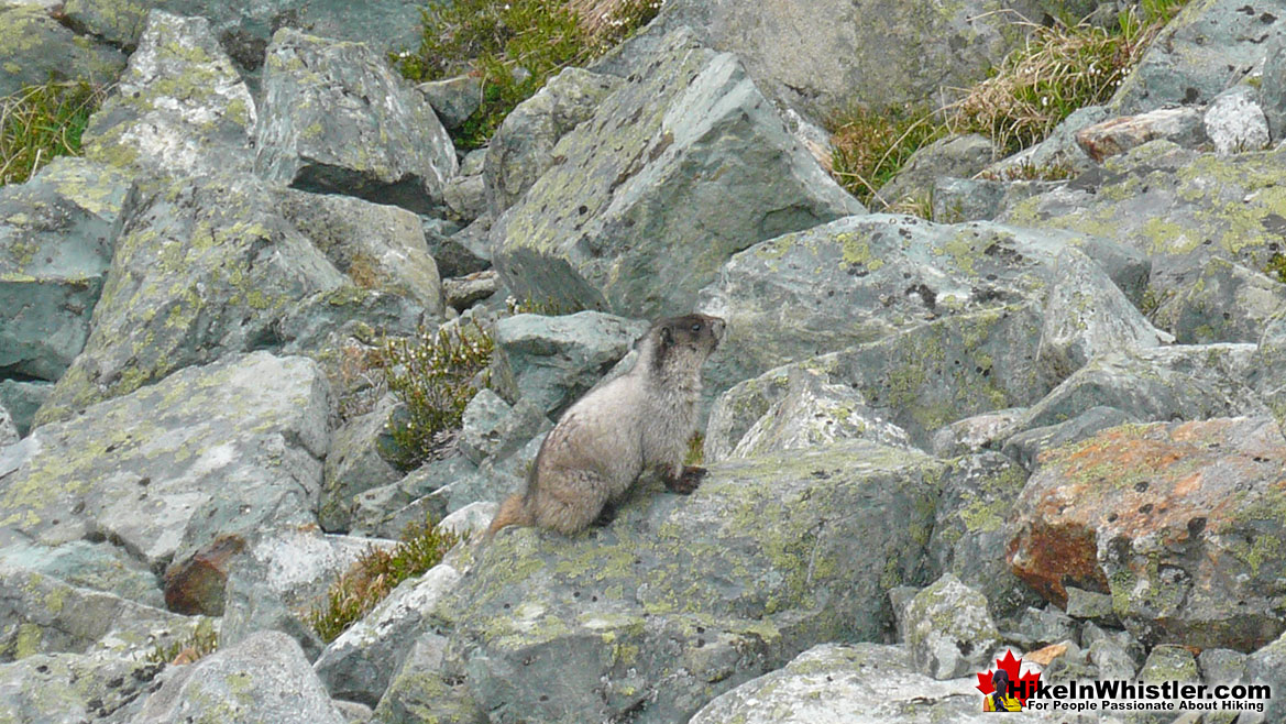 Hoary Marmot at Wedgemount Lake